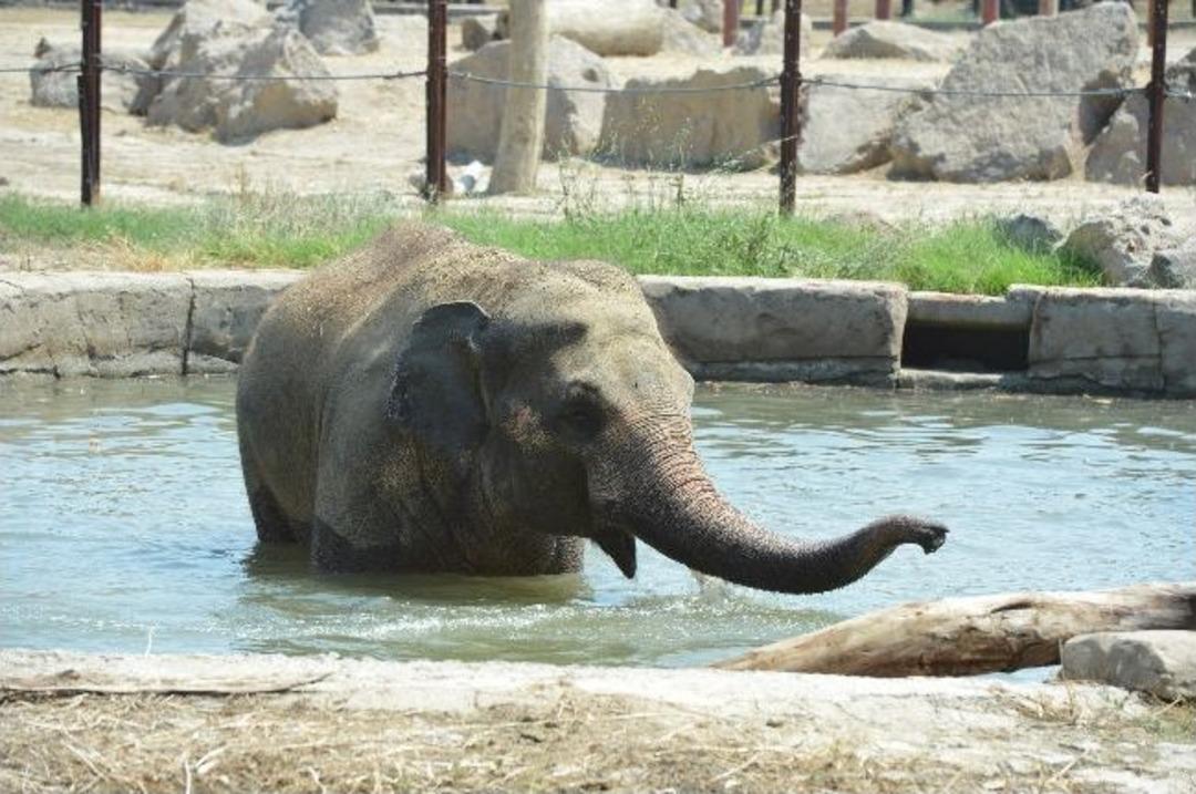 Değmeyin İzmir&rsquo;in Keyfine