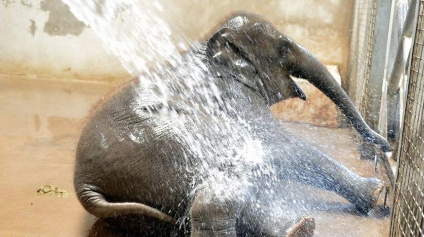 Yavru Fil İzmir&rsquo;in Banyo Keyfi