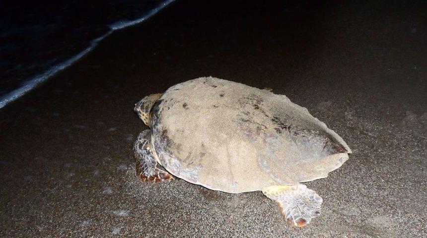 Caretta Carettalar Yumurta Bırakmak I&ccedil;in Kadınlar Plajını Tercih Etti
