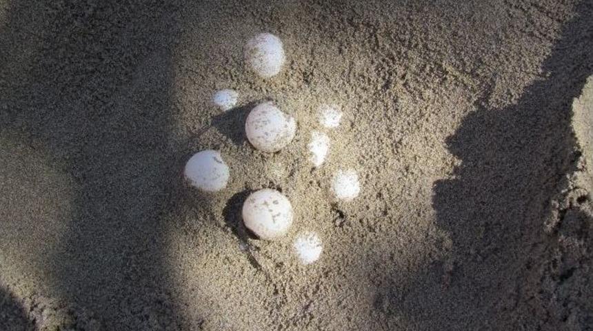 Caretta Carettalar Yumarta Bırakmak İ&ccedil;in Kadınlar Plajını Se&ccedil;ti