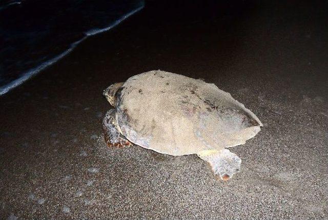 Caretta Carettalar Yumarta Bırakmak İçin Kadınlar Plajını Seçti