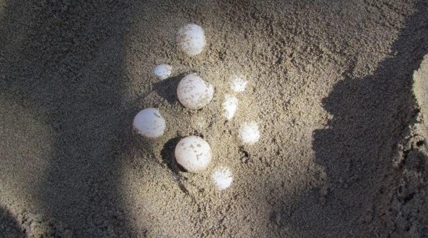 Kuşadası Sahili Carettaların Uğrak Yeri Oldu