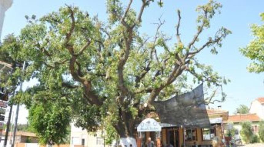 305 Yıllık Meşe Ağacı Anıt Olarak Tescillendi