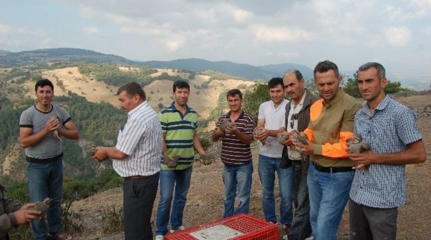 Keklikler Doğaya Salındı