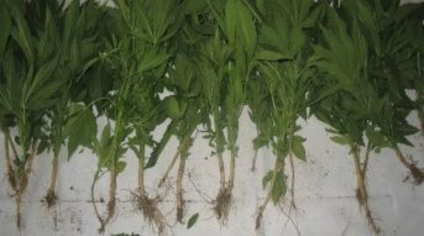 Jandarma&rsquo;dan Kenevir Operasyonu