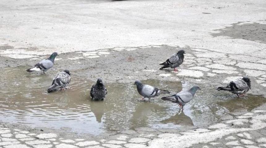 G&uuml;vercinler Suda Oynayarak Serinledi