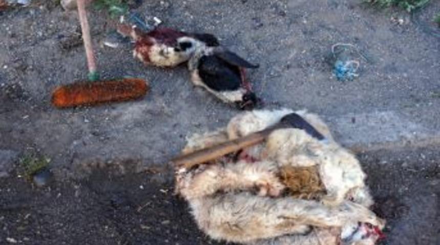 Zabıtadan Kaçak Et Operasyonu