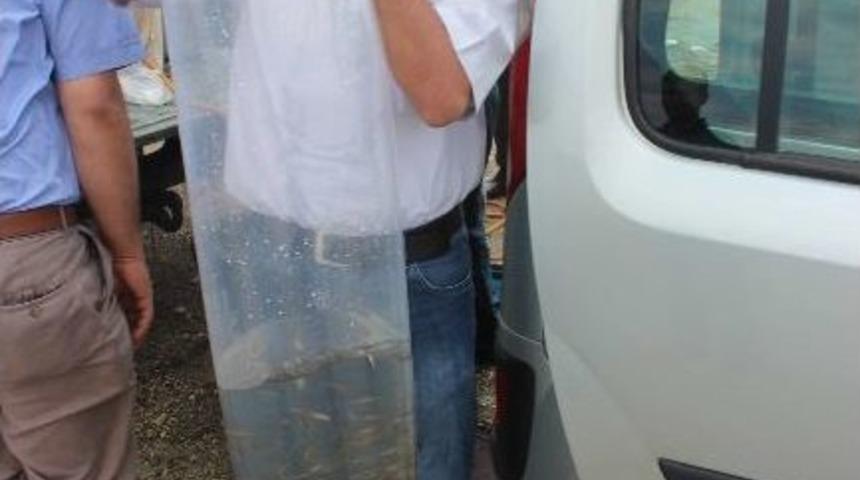 Beyşehir G&ouml;l&uuml; Ve G&ouml;letlere Balık Takviyesi