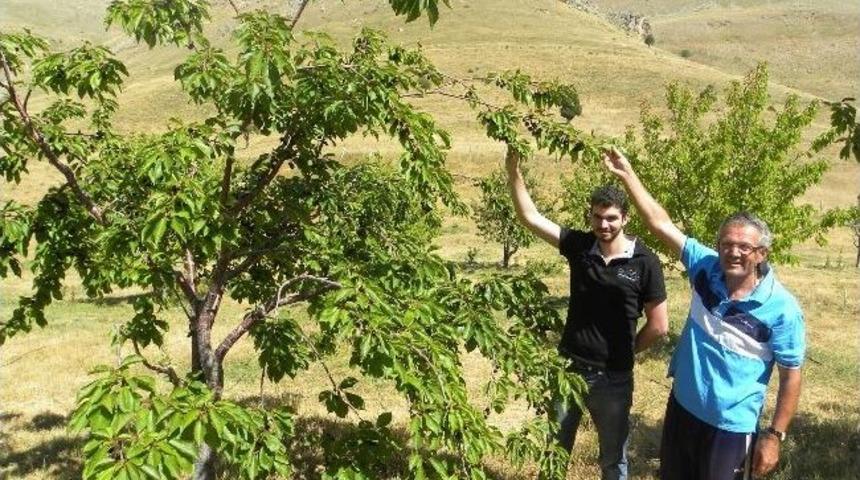 Bin 847 Metrede Kiraz Yetiştiriyor