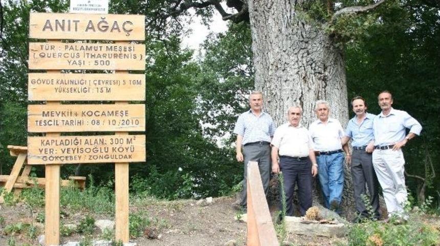 G&ouml;k&ccedil;ebey&rsquo;de 500 Yıllık Anıt Ağacın &Ccedil;evre Temizliği Yapıldı