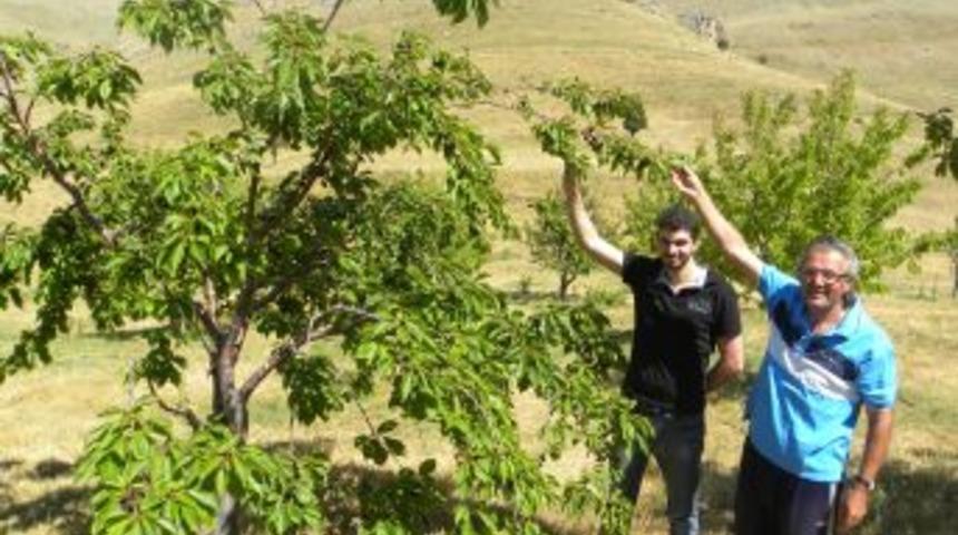 Toroslarda Organik Kiraz Yetiştiriyor