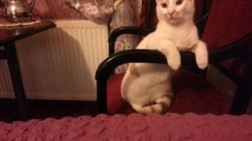 İşte Havalimanında Kaybolan Kedi