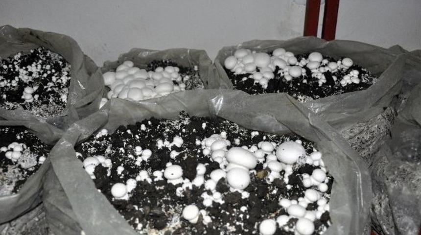 G&uuml; Organik Tarım Uygulama Ve Araştırma Merkezi B&ouml;lge &Ccedil;ift&ccedil;isine Rehber Oluyor