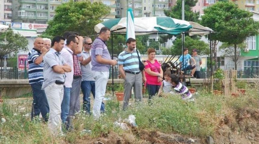 Ceset Sanıldı Ağa&ccedil; K&ouml;k&uuml; &Ccedil;ıktı