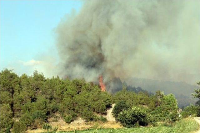 Osmaneli’de Orman Yangını