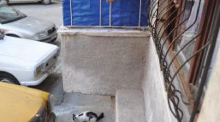 Evinin Balkonunda 7 Yıldır Sokak Kedilerini Besliyor