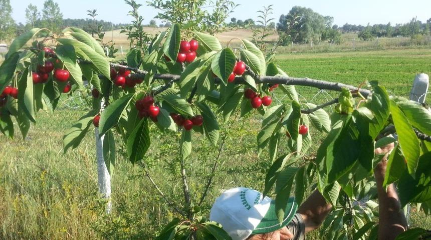 Dağ Yöresi Kirazı Çiftçinin Yüzünü Güldürdü