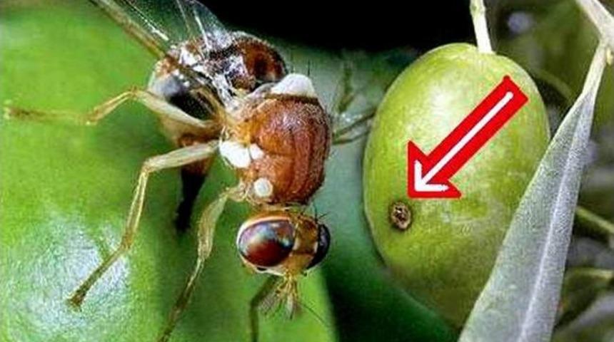 Aydın’da Zeytin Sineğiyle Mücadele Devam Ediyor