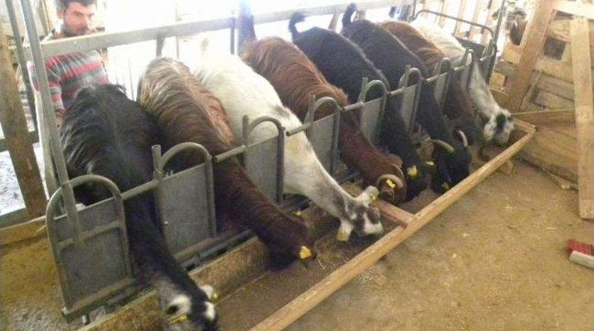 Develi&rsquo;de Halep Ke&ccedil;isi Yetiştirilecek