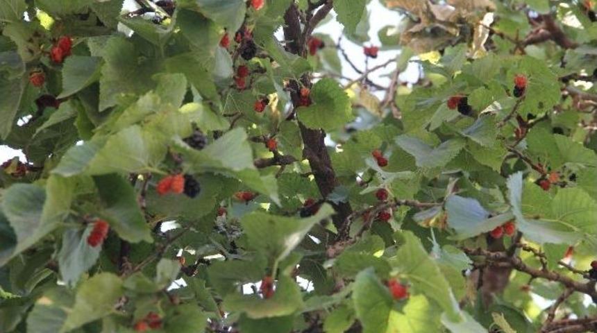 Sınır&rsquo;da Meyve Bereketi