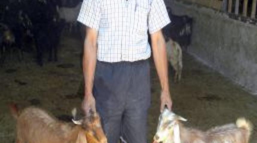 Halep Ke&ccedil;isini Develi&rsquo;de Yetiştiriyor