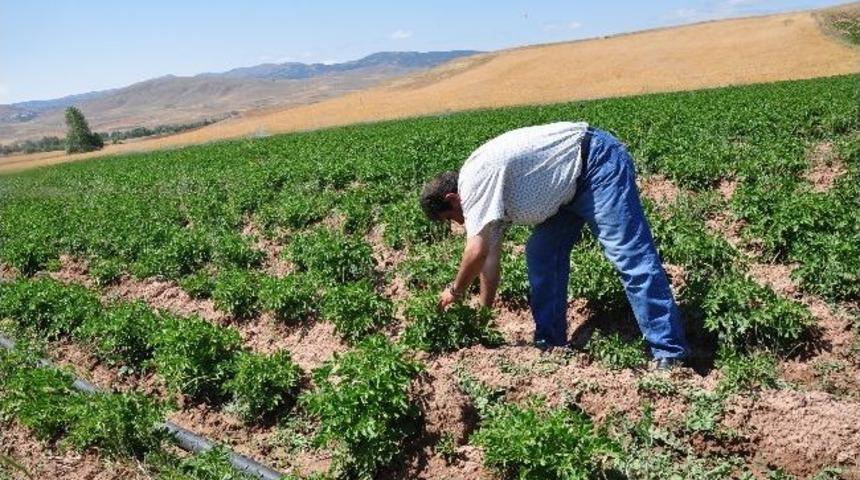 Sulu Tarım K&ouml;se&rsquo;nin Talihini Değiştiriyor