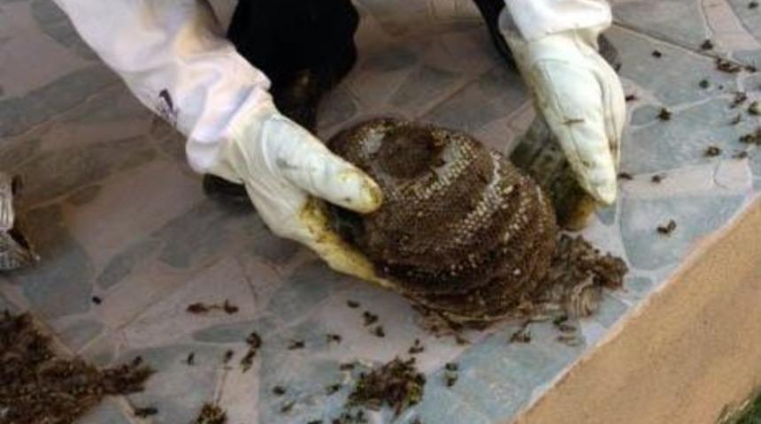 Eşek Arıları Villayı Yuva Yaptı