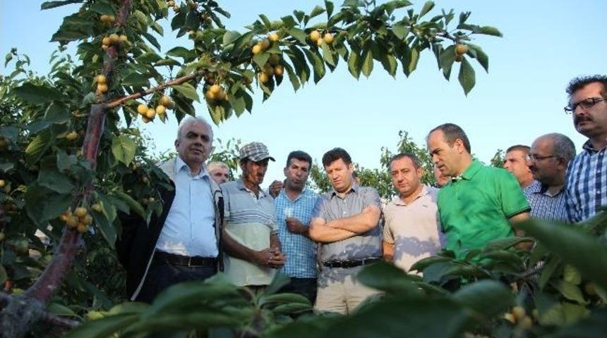 Daka Genel Sekreteri Ahlat'ta Kiraz Bah&ccedil;esini Gezdi