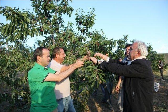 Daka Genel Sekreteri Ahlat'ta Kiraz Bahçesini Gezdi