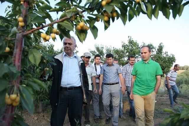 Daka Genel Sekreteri Ahlat'ta Kiraz Bahçesini Gezdi