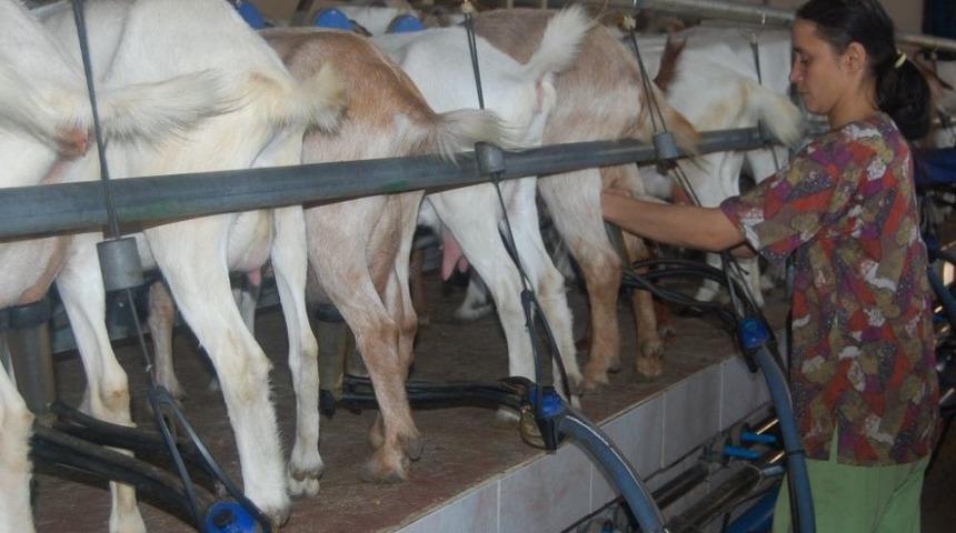 Ke&ccedil;i S&uuml;t&uuml;ne 15 Kuruş Zam Yapıldı