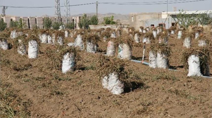 Nevşehir'de Yazlık Patates Hasadı Başladı