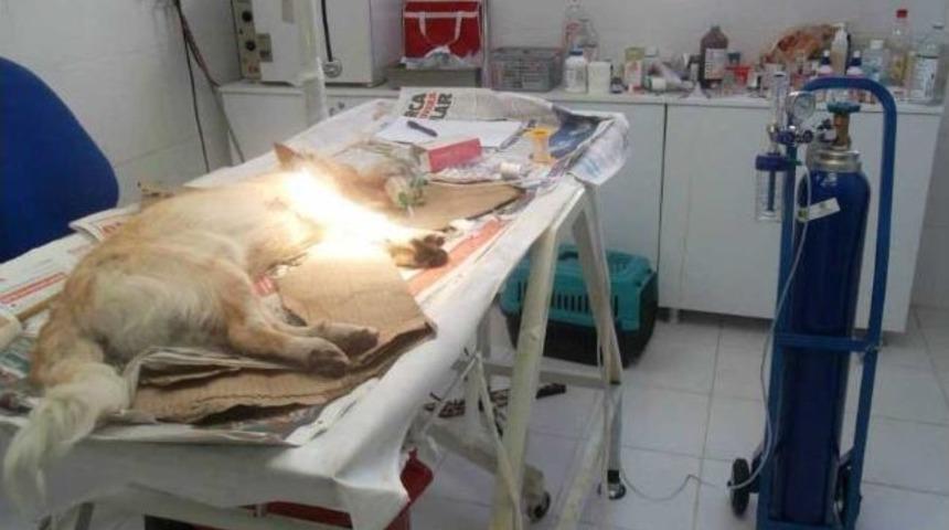 5. Kattan D&uuml;şen K&ouml;pek Hayata Tutunmaya &Ccedil;alışıyor