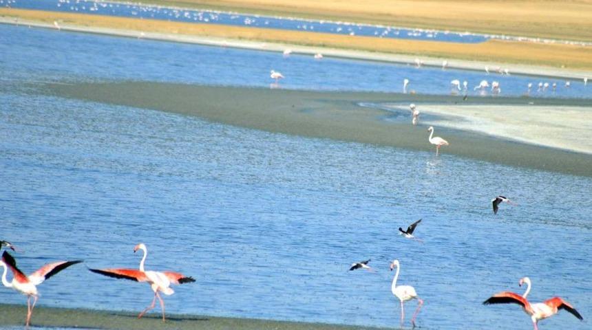 Flamingoların Uğrak Yeri D&uuml;den Eski Cıvıltısına Kavuştu