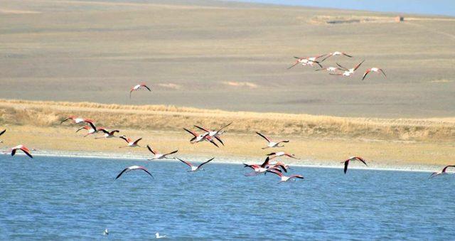 Flamingoların Uğrak Yeri Düden Eski Cıvıltısına Kavuştu