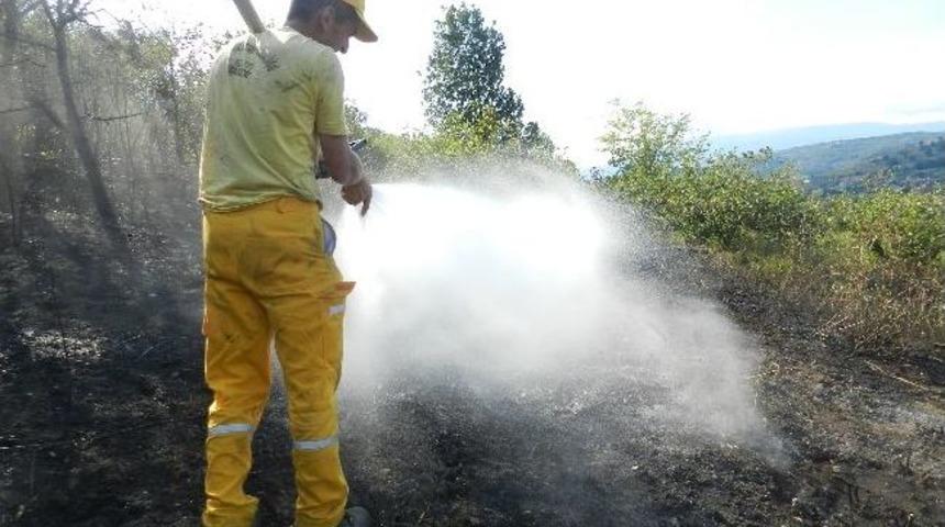 D&uuml;zce'de Fındıklık Alan Yandı