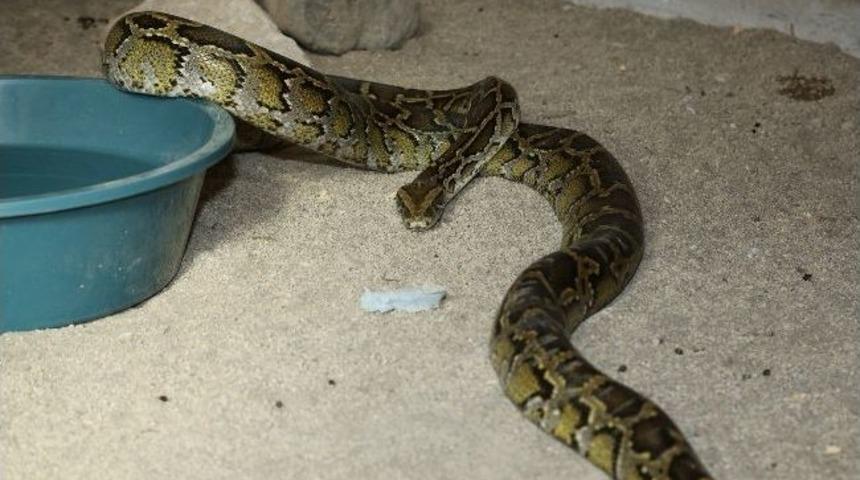 Harika'nın Pitonları Geldi