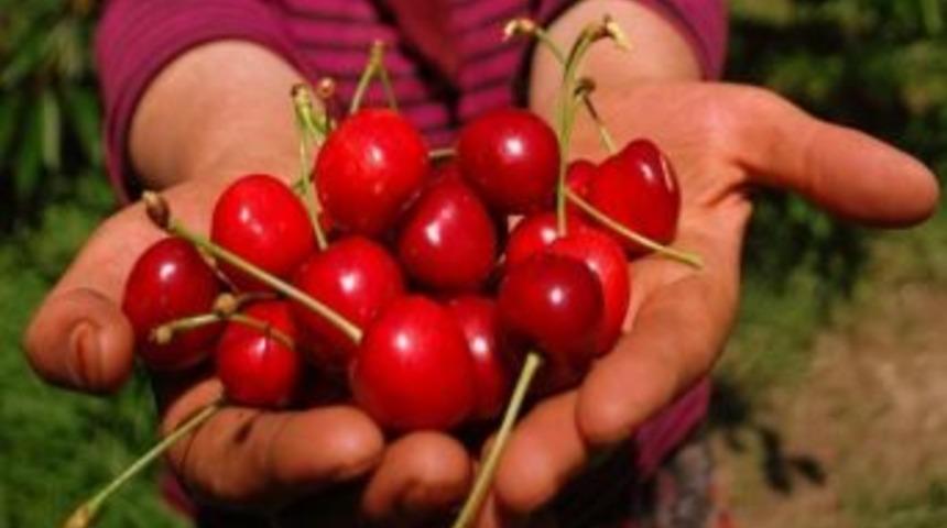 Dağ Kirazı &Uuml;reticinin Y&uuml;z&uuml;n&uuml; G&uuml;ld&uuml;rd&uuml;