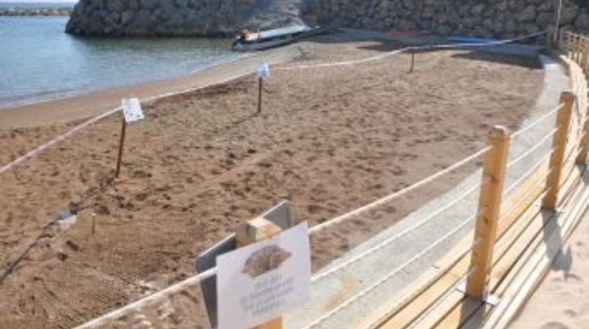 Caretta Caretta Otel Sahiline Yumurta Bıraktı