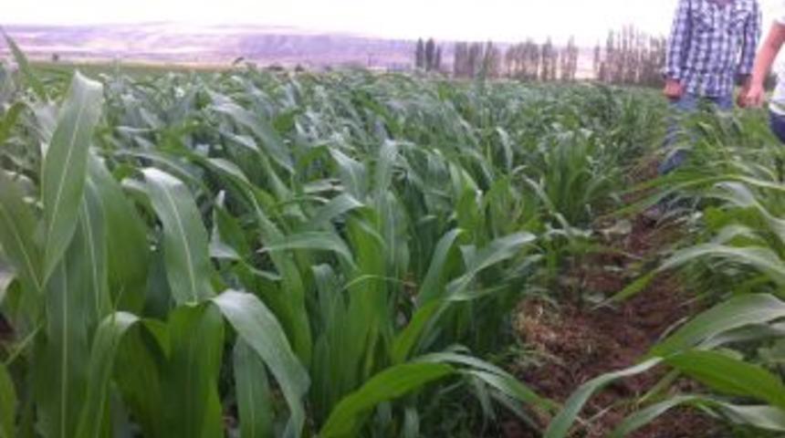 Kırıkkale&rsquo;de Sorgum Sudanotu Demonstrasyonu Kuruldu