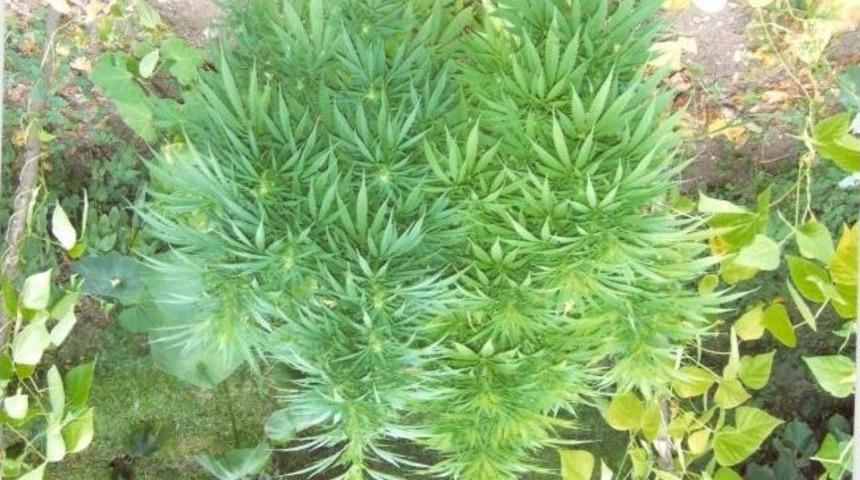 Trabzon&rsquo;da Uyuşturucu Operasyonu