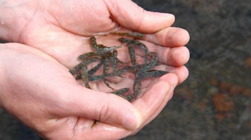 Ardahan&rsquo;da 115 Bin Yavru Kırmızı Benekli Alabalık Dereye Bırakıldı