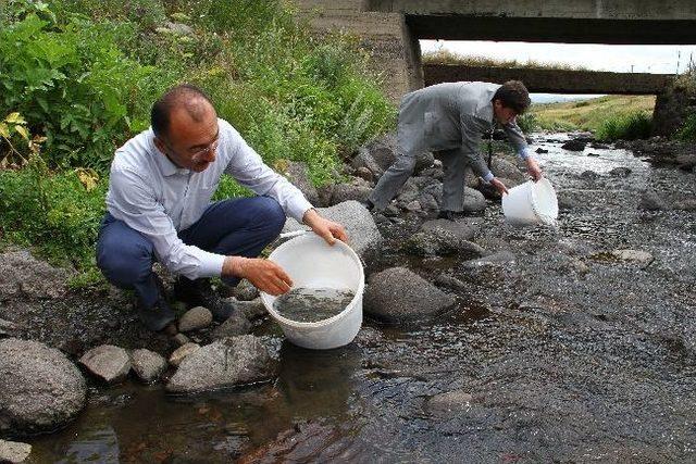 Ardahan’da 115 Bin Yavru Kırmızı Benekli Alabalık Dereye Bırakıldı