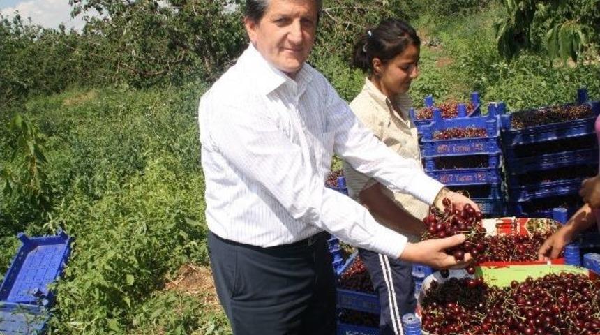 Mihalı&ccedil;&ccedil;ık&rsquo;ta Kiraz Bolluğu