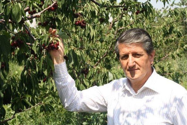 Mihalı&ccedil;&ccedil;ık&rsquo;ta Kiraz Bolluğu 1