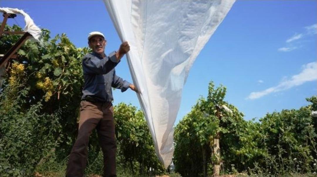 Sarıg&ouml;l'de &Uuml;z&uuml;m Bağları İ&ccedil;in &Ouml;rt&uuml; Ekibleri Kuruldu