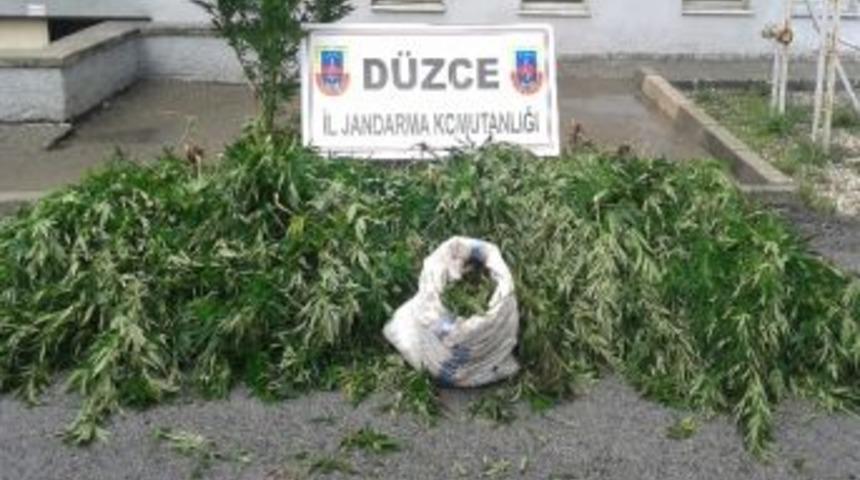 Jandarmadan Fındık Tarlasına Esrar Baskını