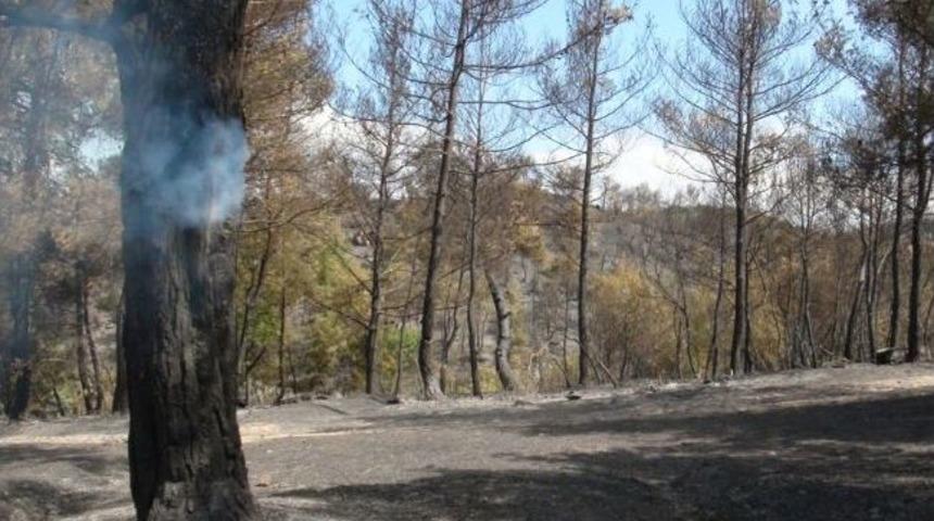 Orman Yangınında 100 Hektar Ormanlık Alan K&uuml;l Oldu