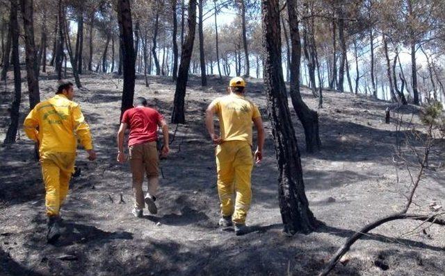 Orman Yangınında 100 Hektar Ormanlık Alan Kül Oldu