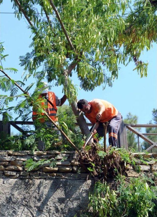 Kuğulu Park Temizleniyor 1